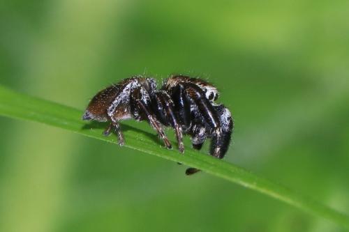 Evarcha arcuata